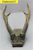 藏品(臺灣水鹿角)的圖片